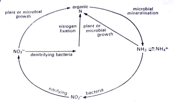 The Nitrogen Cycle